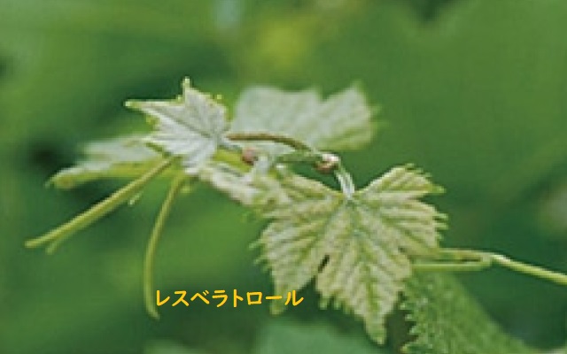 ハイドロプラス 水素+αで元気にエイジングケア - 画像 (10)