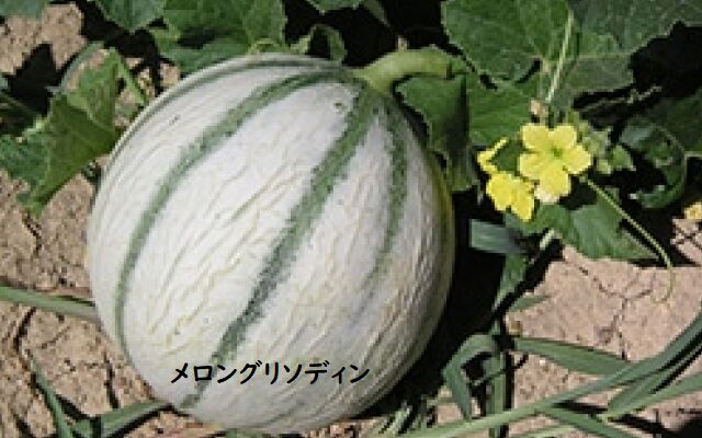 ハイドロプラス 水素+αで元気にエイジングケア - 画像 (9)